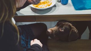Easy ways to teach your dog new tricks — dog begging for food