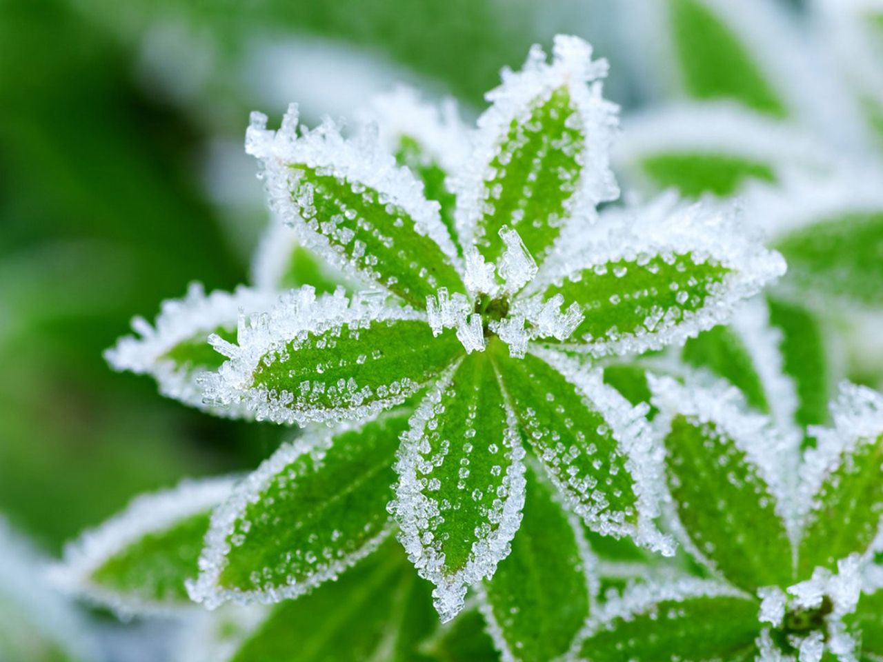 Frozen Plant