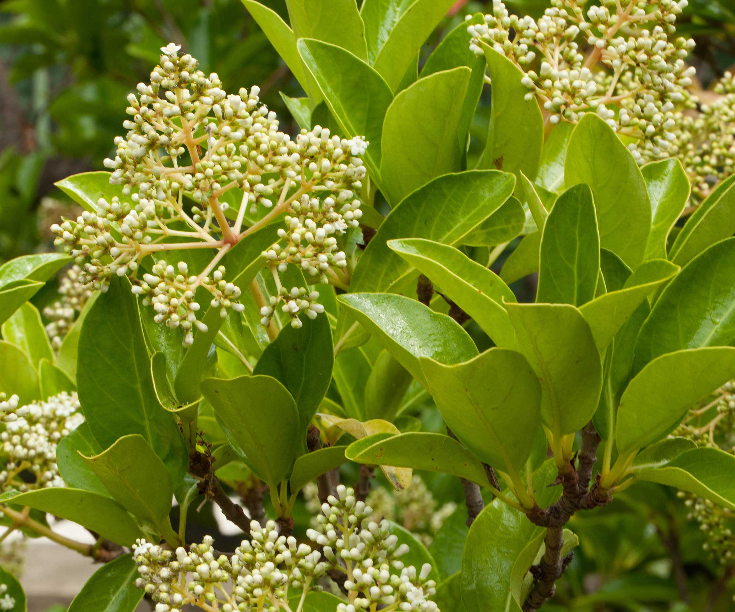 sweet viburnum shrub