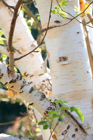 close up of himalayan birch tree with white peeling bark