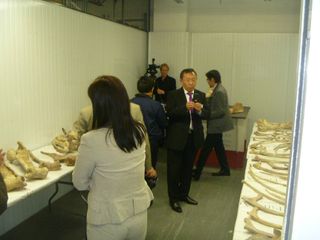 On June 5, paleontologists and Mongolian officials visited the facility where the bones were being held after the auction, as shown above. Their goal: To determine if they belong to a <em>Tarbosaurus bataar</em>,