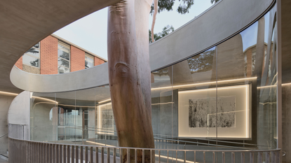 Australian Gallery for a gum tree