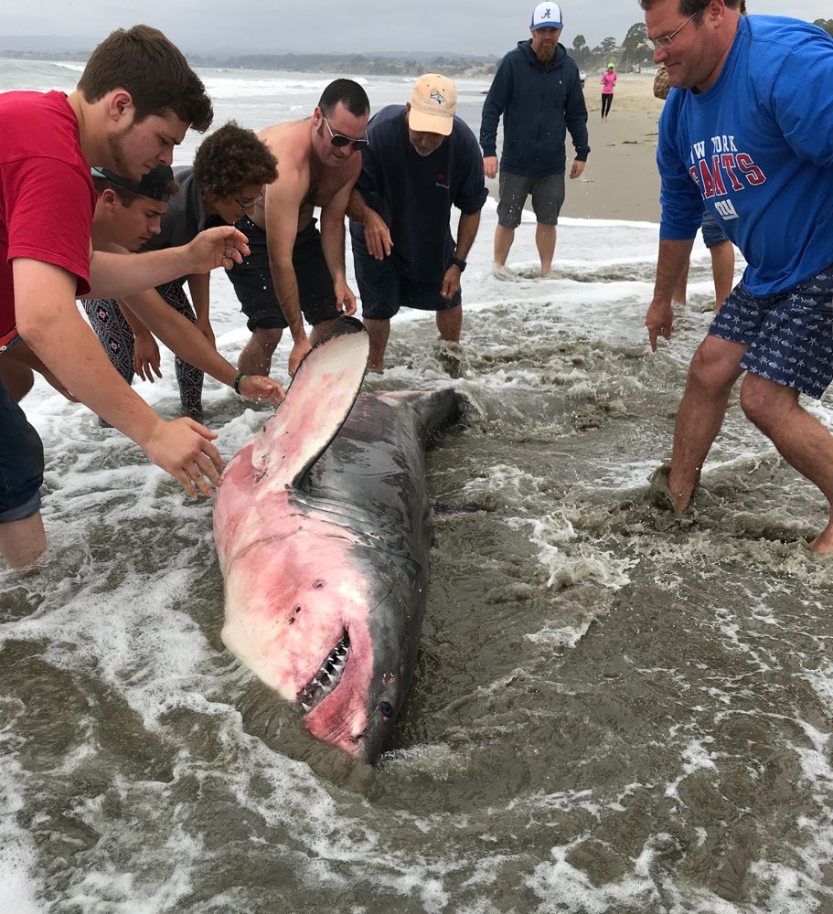 In Photos Great White Shark Washes Up on Santa Cruz Beach Live Science