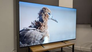 The Sony Bravia 8 65-inch OLED TV on a TV stand. On screen is a close-up of a bird in profile.