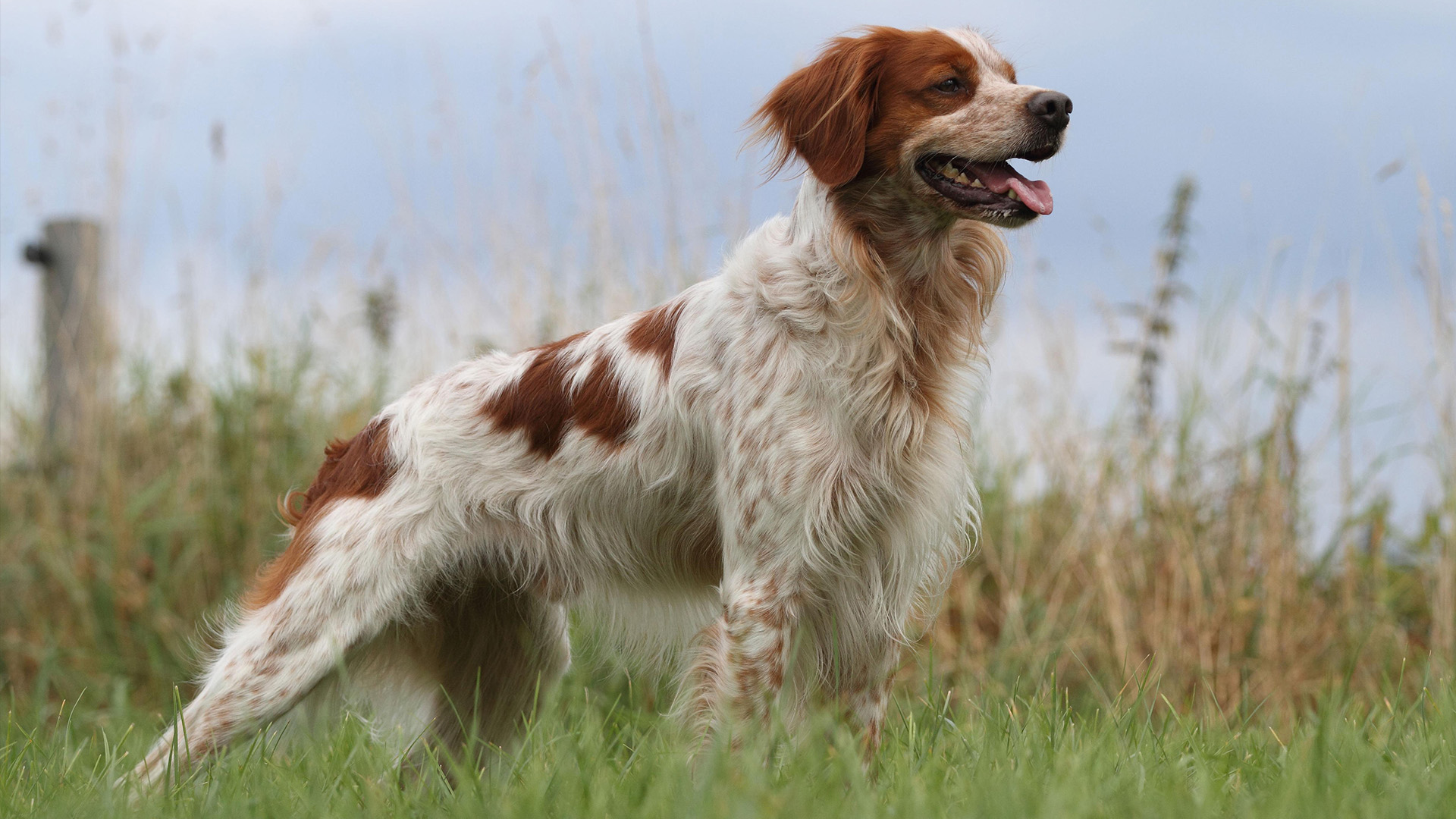 Brittany Spaniel