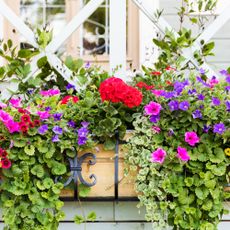 Annuals in a window box container