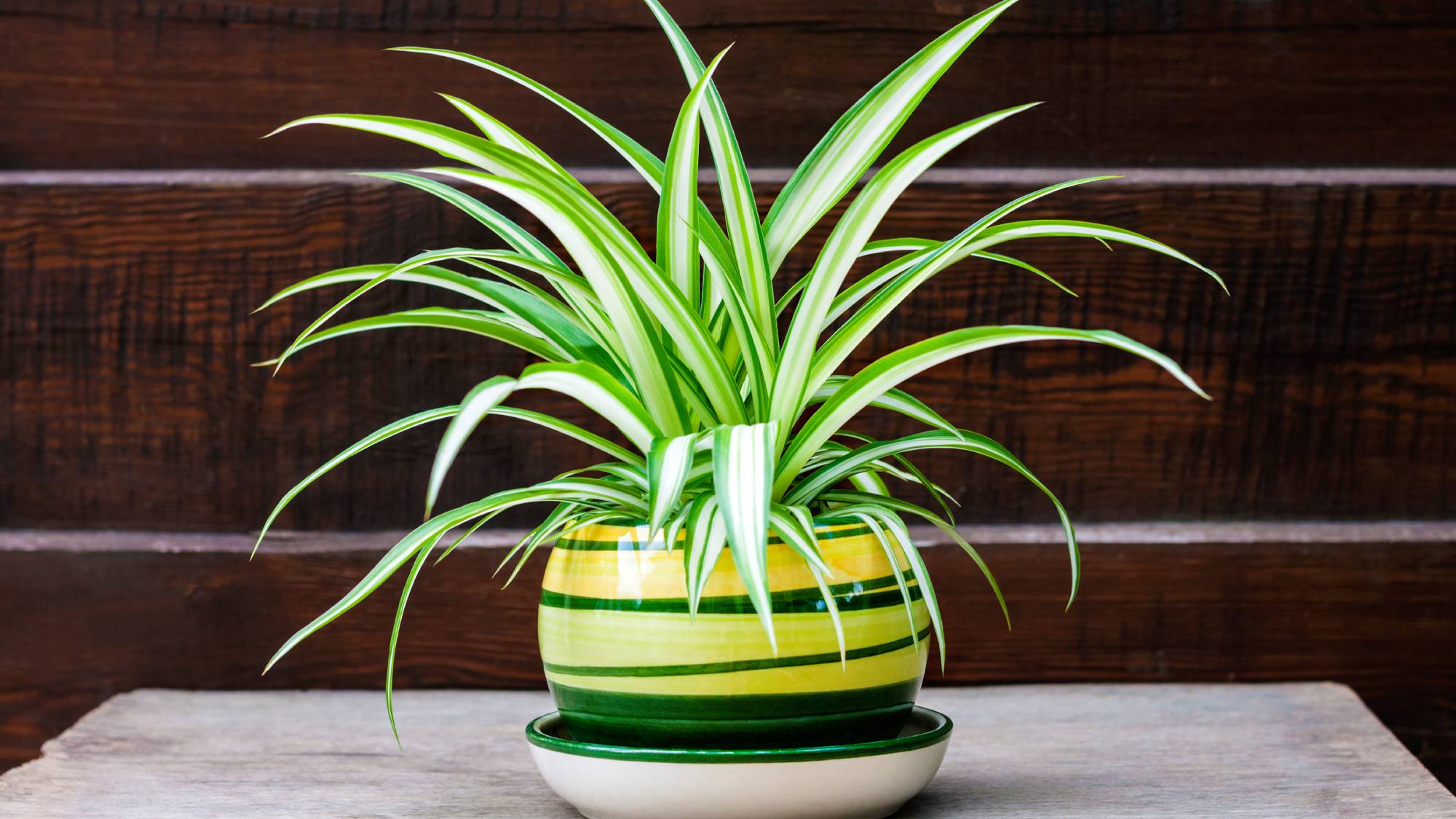 Potted spider plant