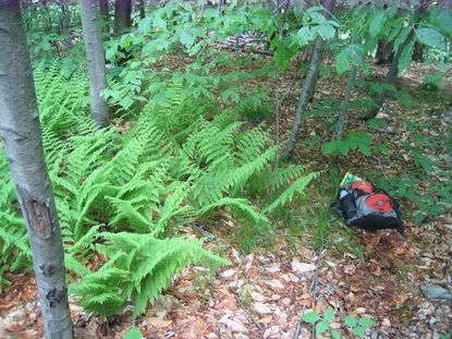 Hay Scented Ferns In The Forest