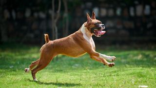 boxer dog running outside