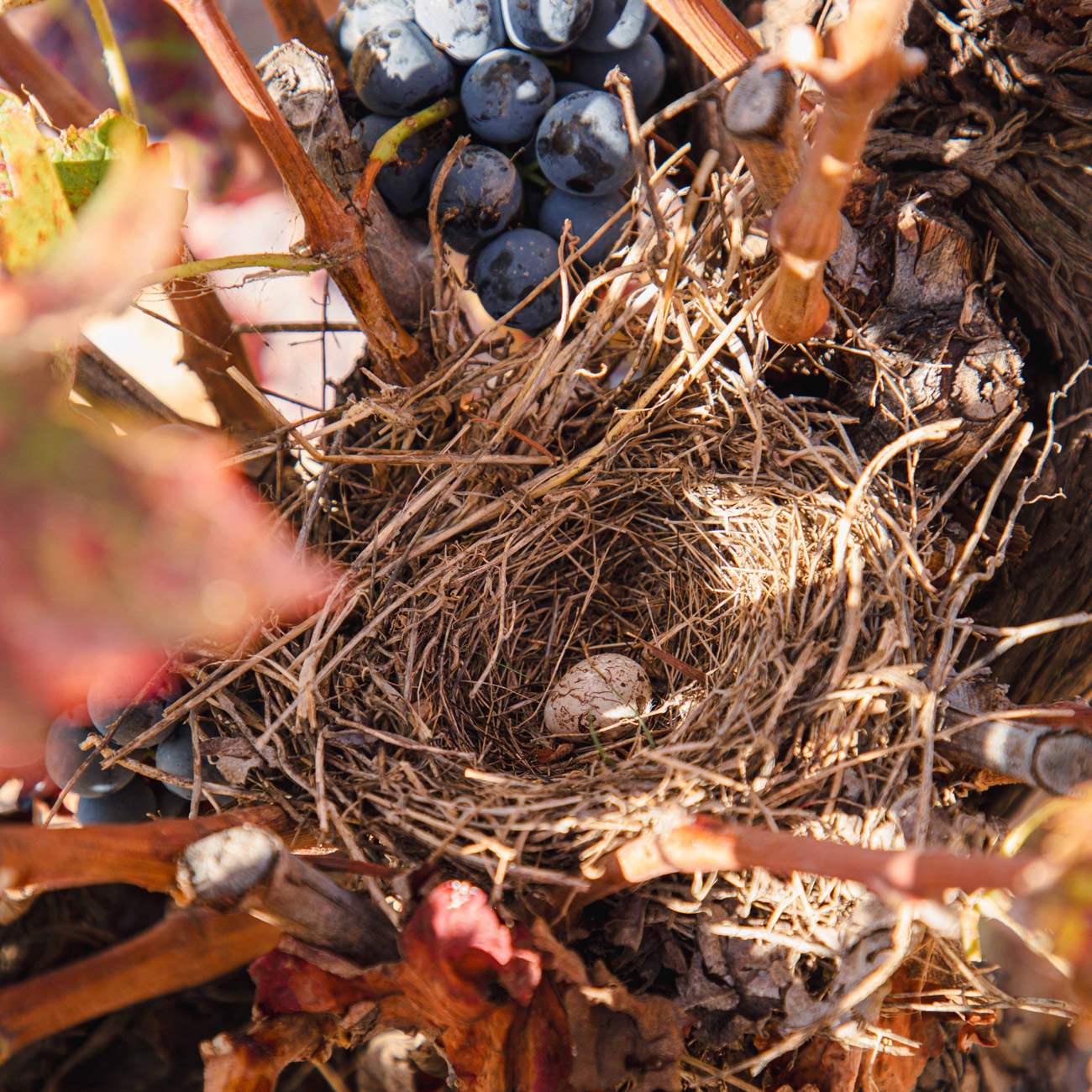 Utiel-Requena-vineyard_nest.jpg