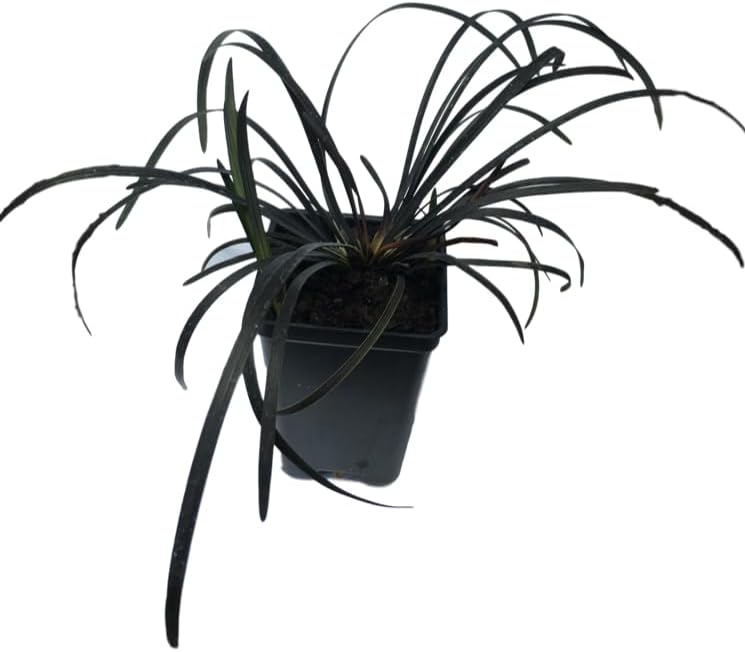 3 Containers of 2.5 Inch Pots of Black Mondo Decorative Grass, Nicely Rooted