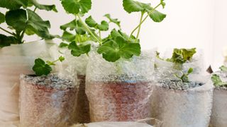 A collection of plants wrapped in bubble wrap to keep them warm for winter