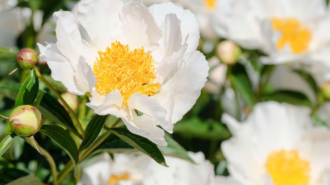 white peony up close