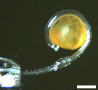 The soft robotic micro-tentacle wraps around a delicate fish egg. (Scale bar: 0.5 mm)