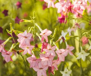 Pink and white nicotiana blooms in a sunny garden