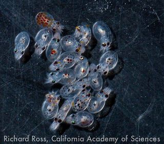 Octopus larvae