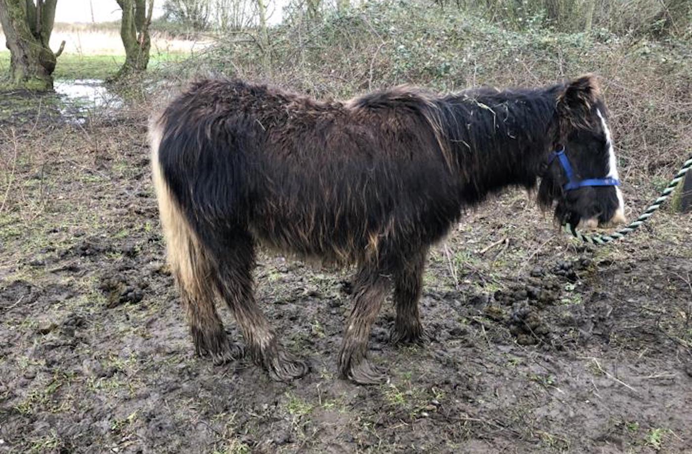 Matilda when rescued 1 (1)