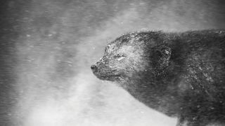 A close-up of a resilient animal, partially covered in snow, braving a blizzard with closed eyes, captured in striking black and white