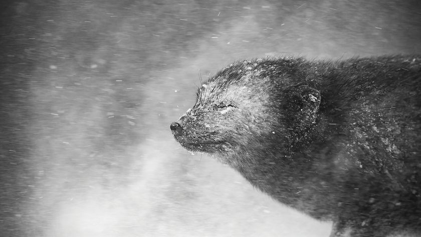 A close-up of a resilient animal, partially covered in snow, braving a blizzard with closed eyes, captured in striking black and white