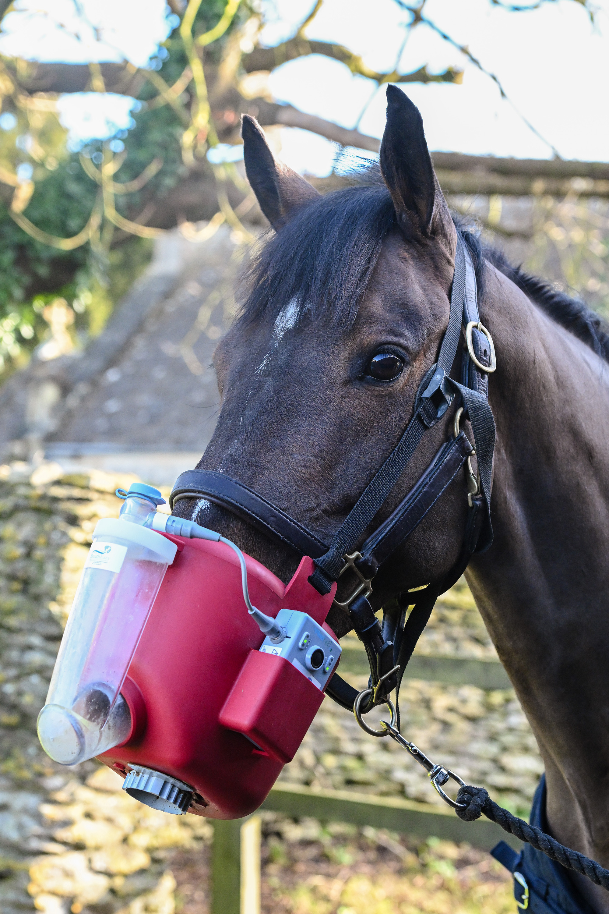 A bay horse's head wearing a red nebuliser