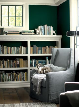 A study with green walls and a bookcase, an armchair with a pet whippet sat on it
