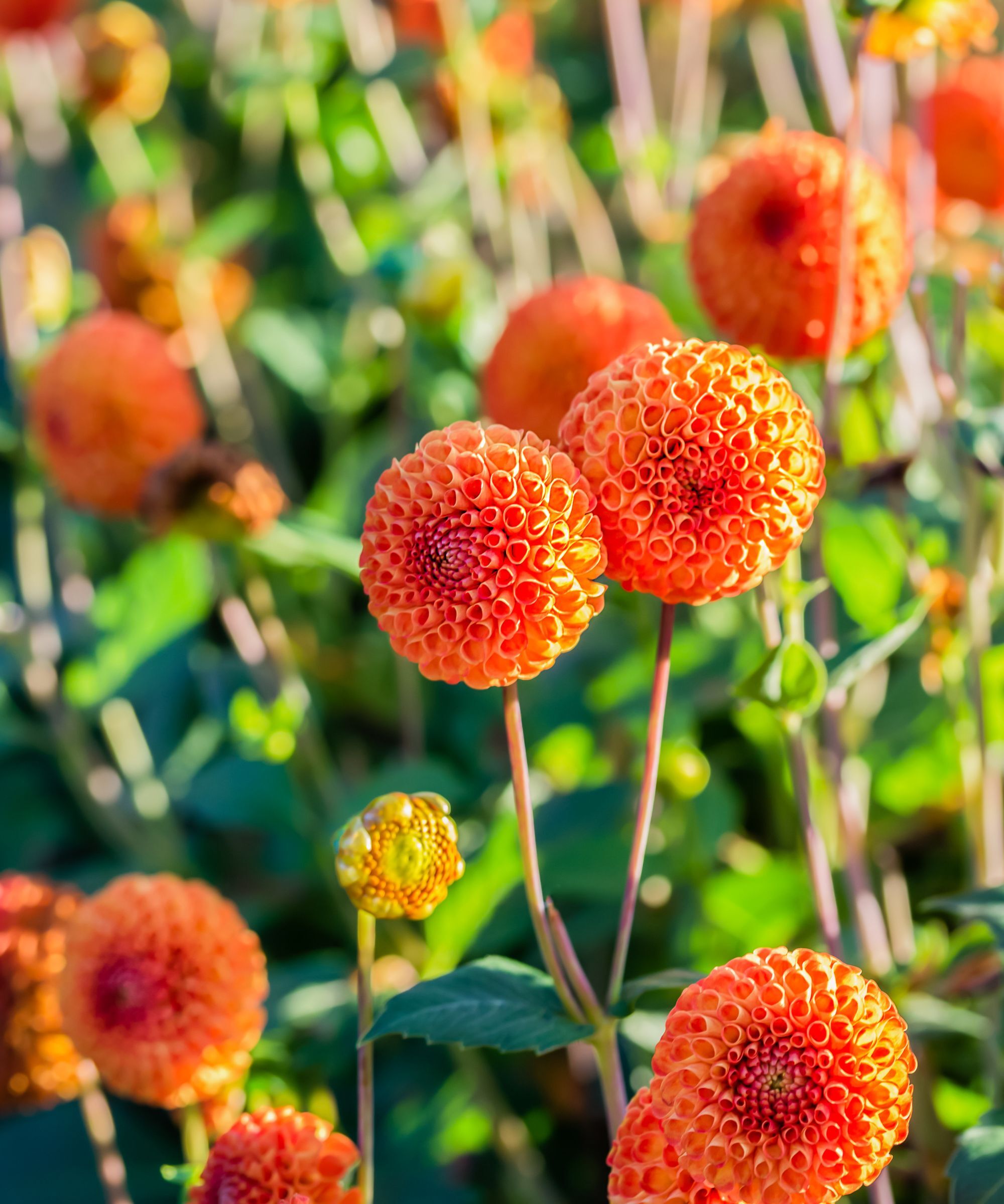 Orange Dahlia