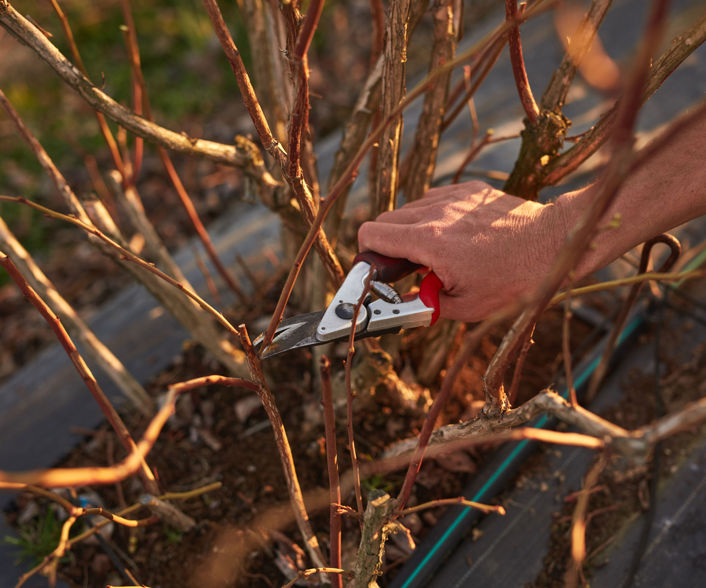 pruning blueberry canes in winter