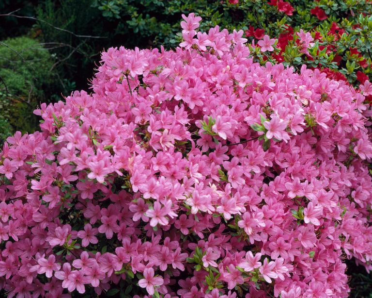 Azaleas care and growing guide: how to grow these shrubs | Gardeningetc