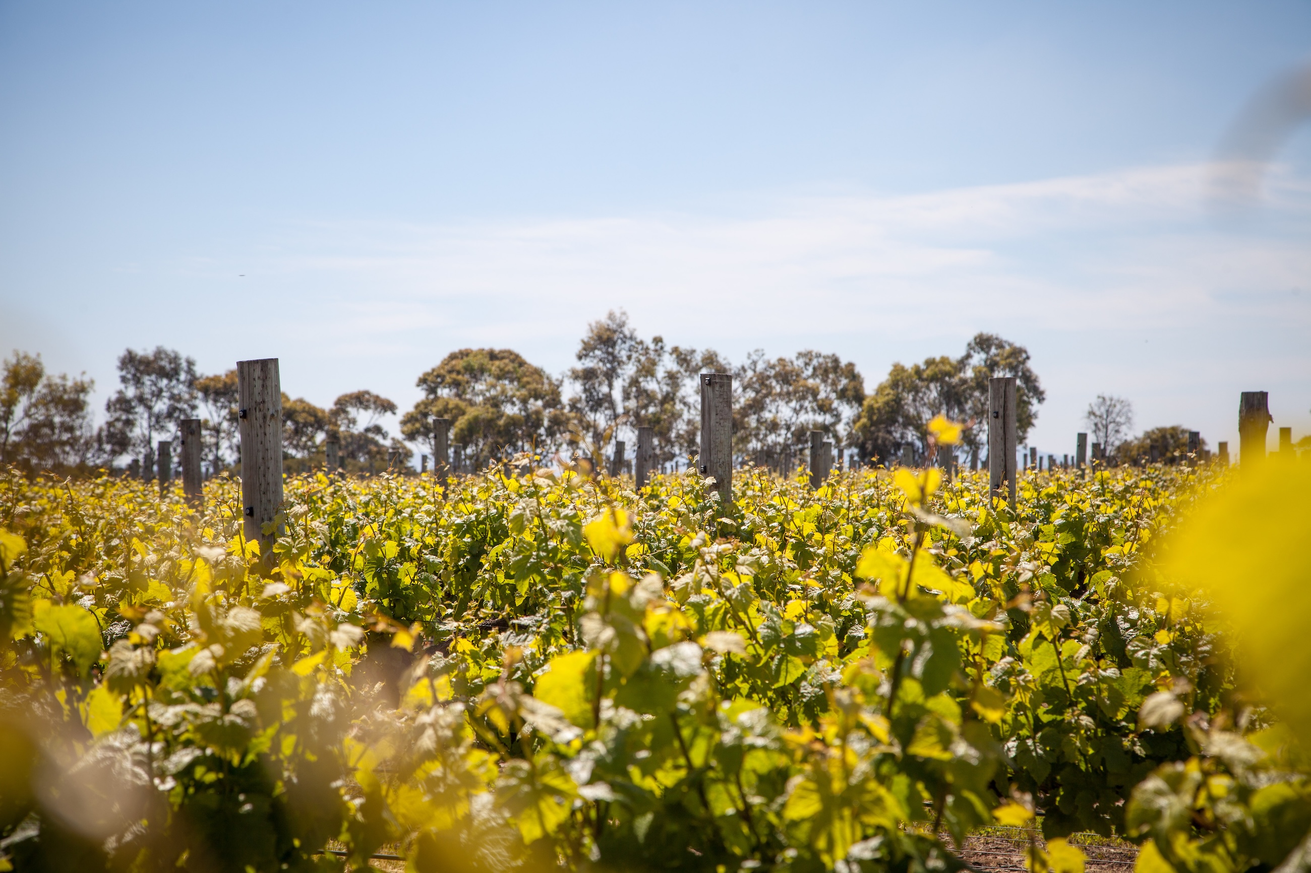 Pretty Geelong Vines