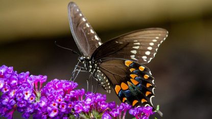 Butterfly on flower