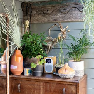 Wood cabinet with money tree and kentia palm in pots with wood panelling in background