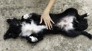 dog having belly rubbed