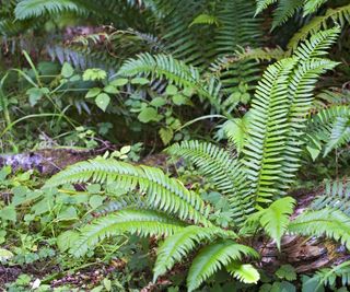 Western sword fern growing in a forest