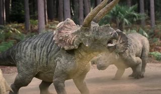 two triceratops stomp around in dirt