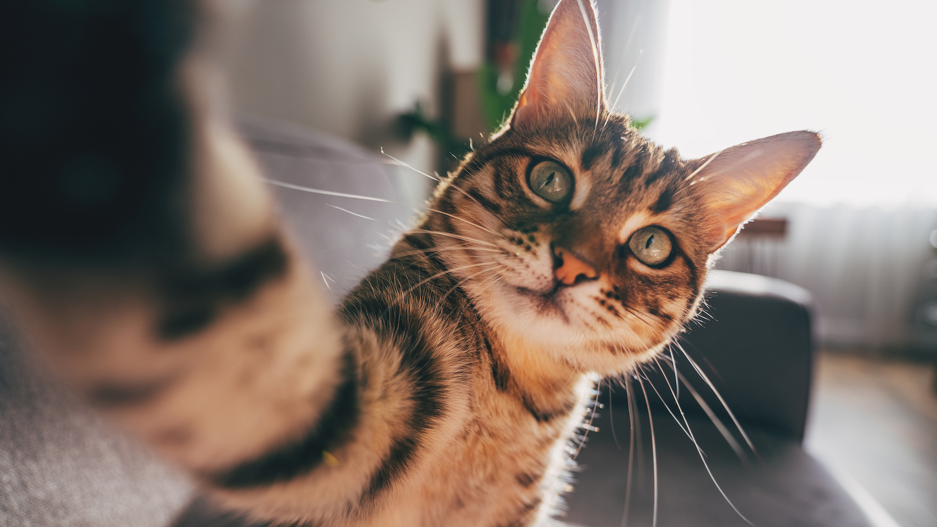 A photograph of a cat taking a selfie