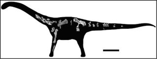 A silhouette of a Rukwatitan bisepultus with the bone sections scientists found at the Rukwa Rift Basin site in Tanzania. The bar represents 3.2 feet (1 meter).