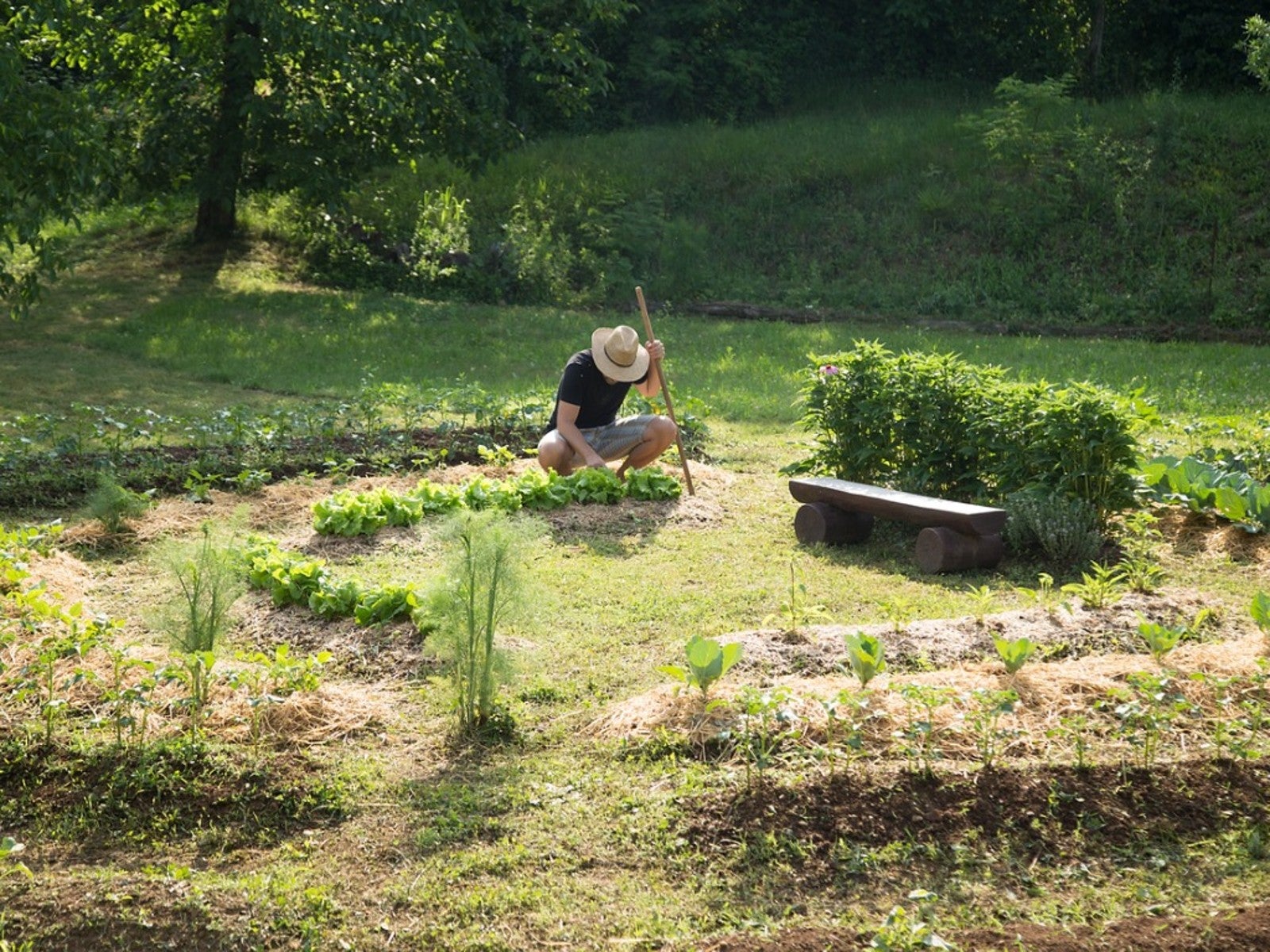 Learn About The Permaculture Principles Of Design | Gardening Know How