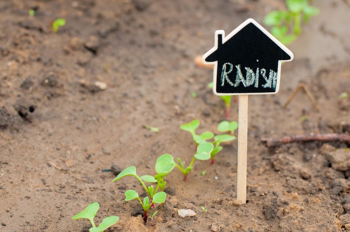 When To Start Seeds In Zone 6 Learn About Zone 6 Seed Starting