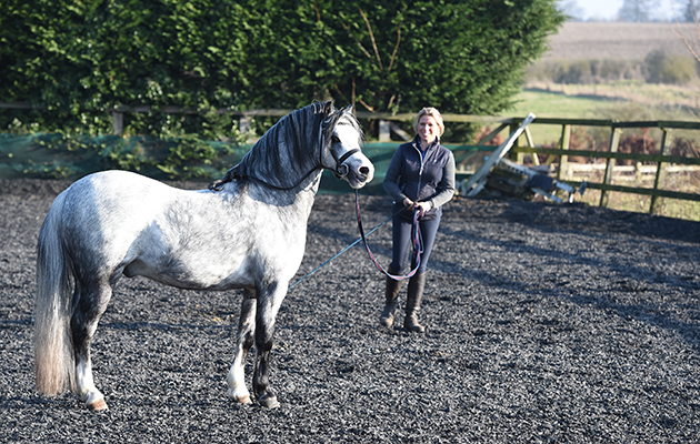 Katy Marriot Payne and Colne Tiger Bay a Welsh Section A and one to watch at Katy's stables in a small Northampton Village in the UK on the 13th February 2017
