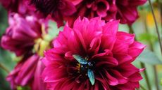 Black carpenter bee on bright pink flower