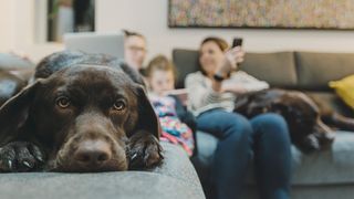 Are air purifiers safe for pets: image of dog and family on sofas