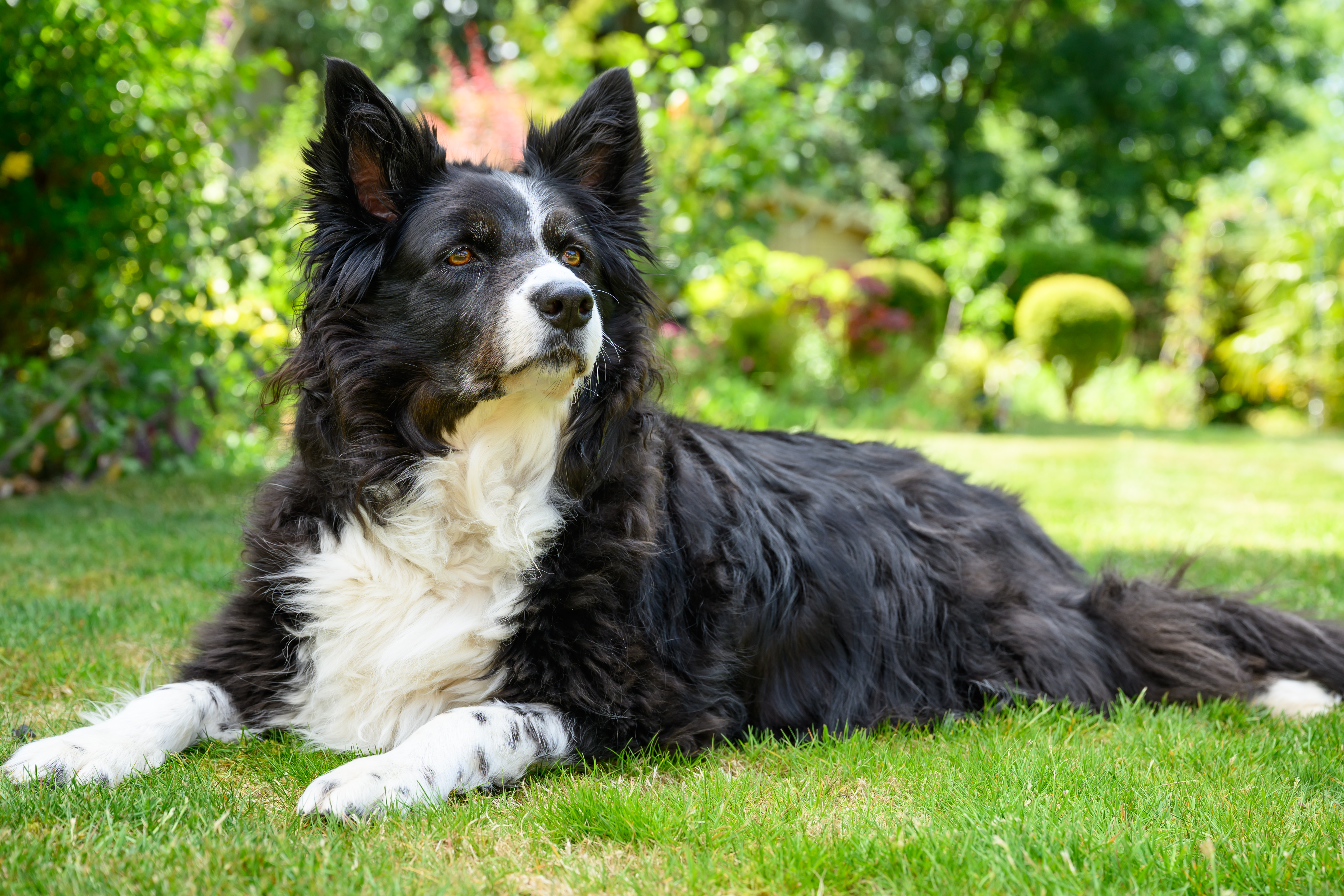 A color photo of a black and white border collie dog, sat on grass on a sunny day
