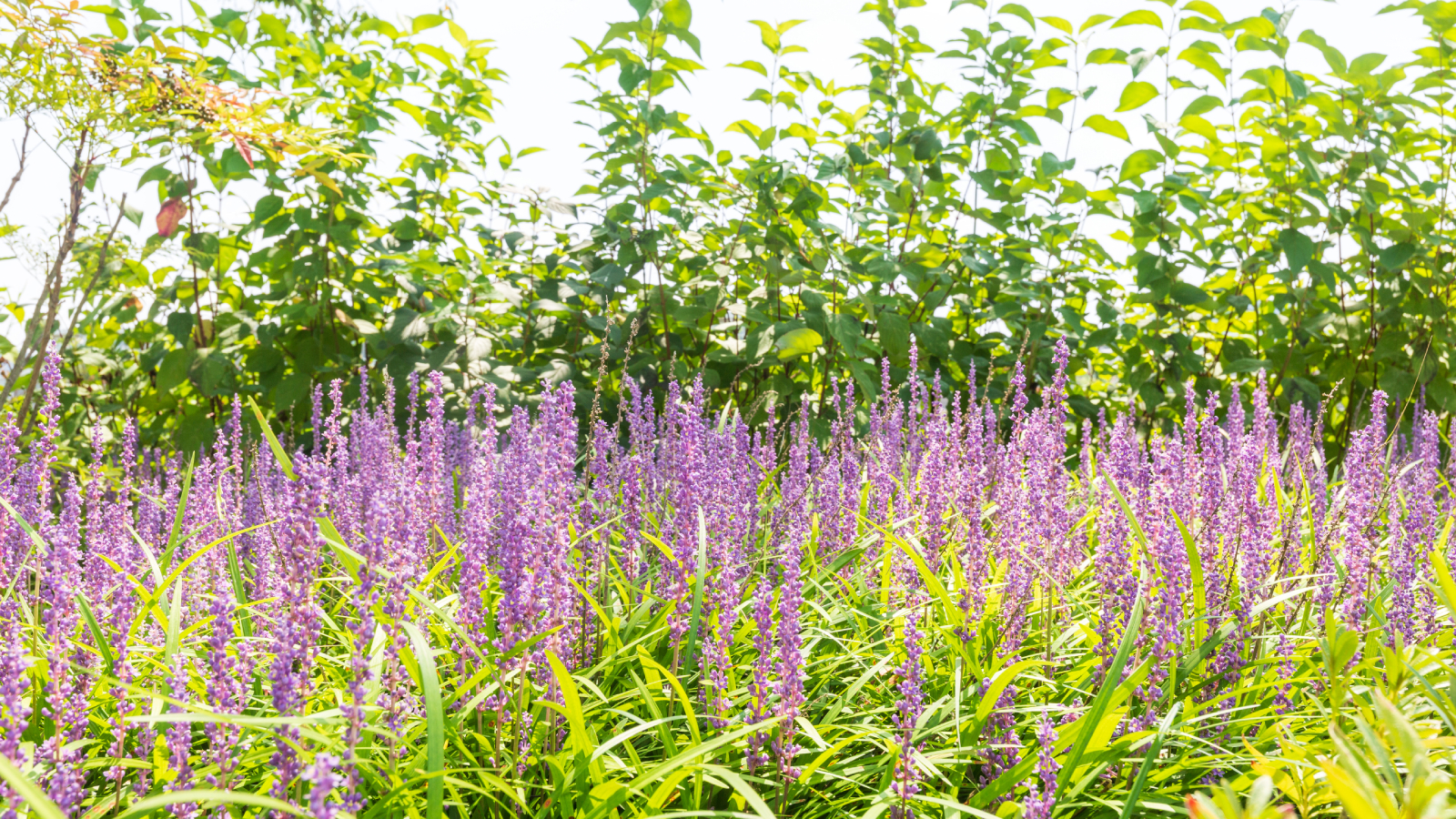 Liriope ground cover in the sun