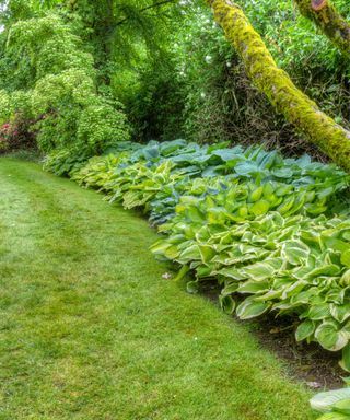 shaded lawn with hostas