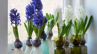 blue and white hyacinths in forcing vases on windowsill