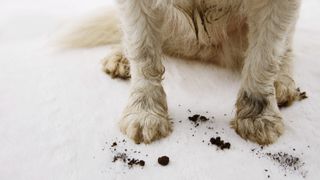 Muddy paws on white carpet