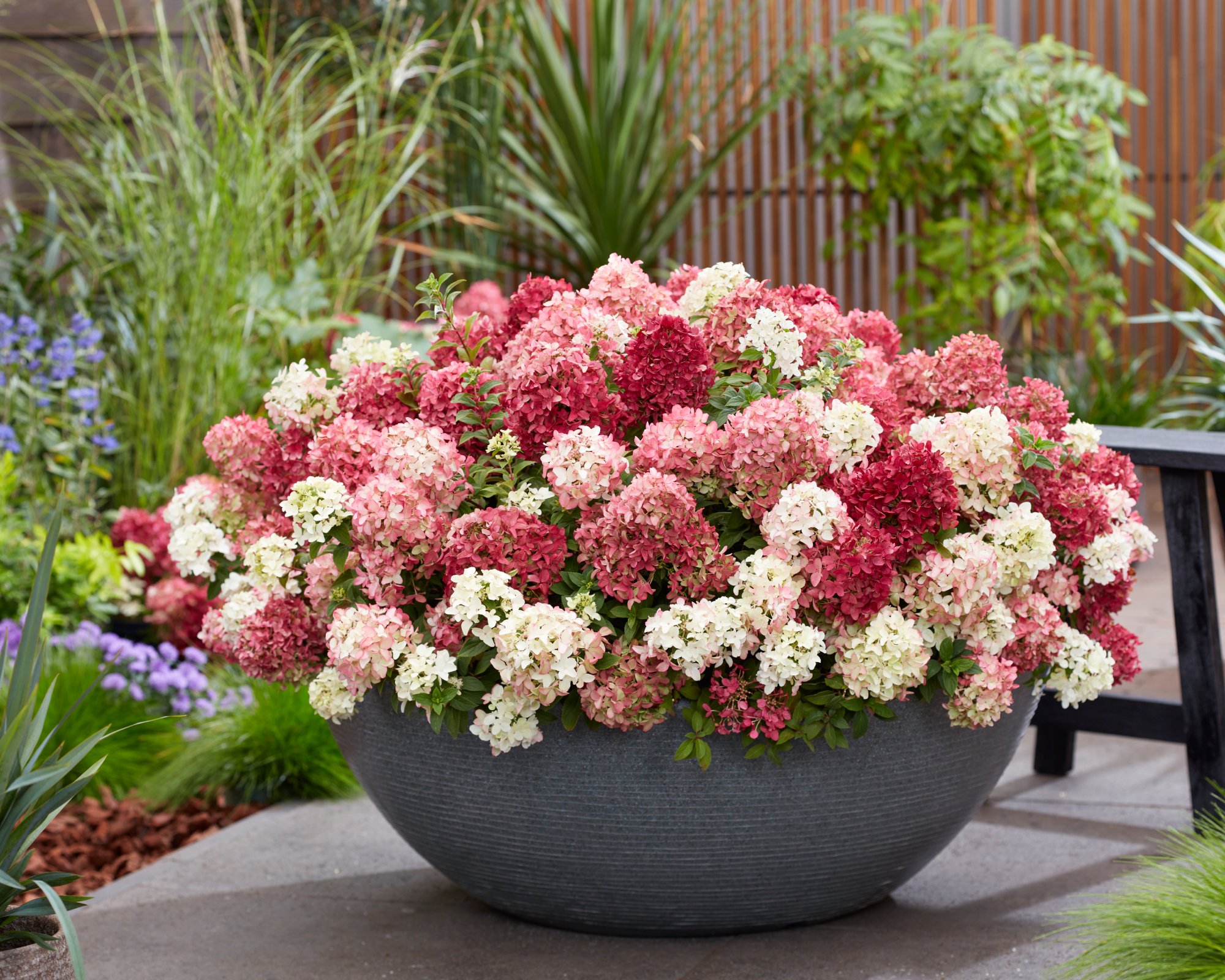 Hydrangea Groundbreaker Ruby