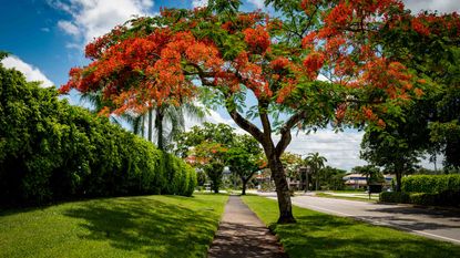 2. Poinciana