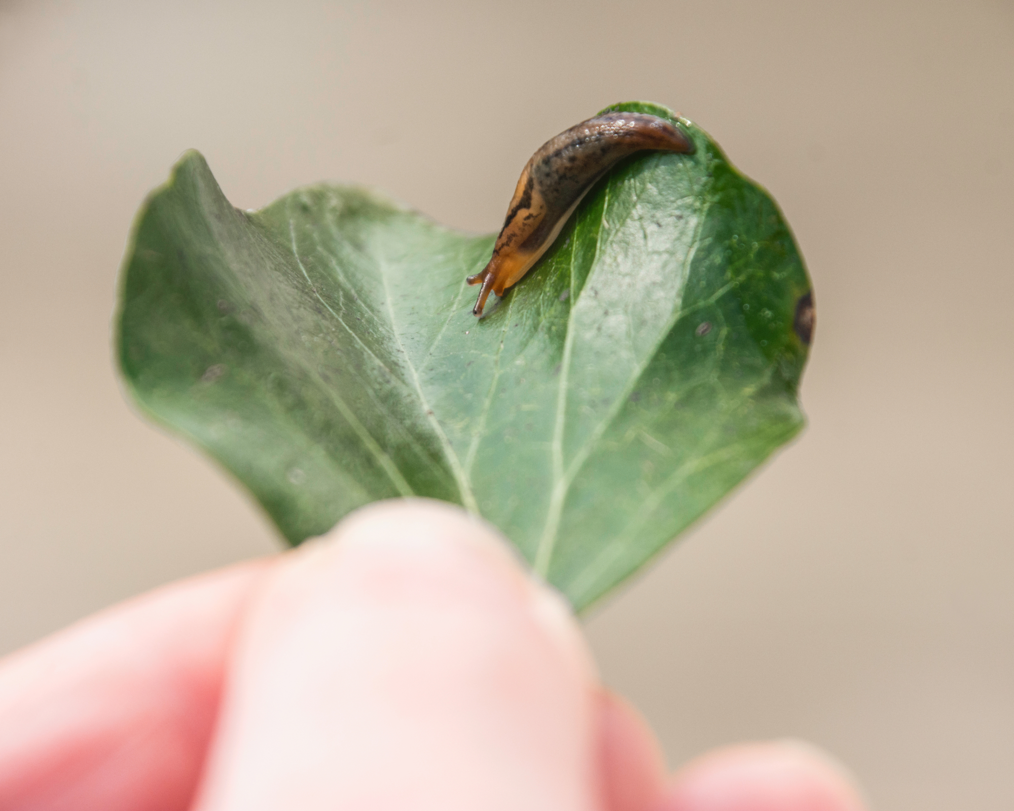 Tiny slug on leaf