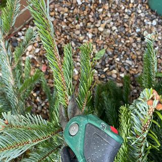 Christmas tree cuttings taken with secateurs